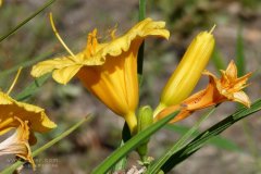 風(fēng)途科技：種植黃花菜需要什么氣候條件？